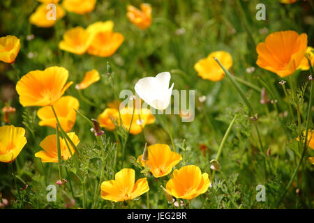 La vista in pianta di un letto giardino con un bianco di papavero della California tra una varietà di altamente luminoso giallo papaveri. Foto Stock