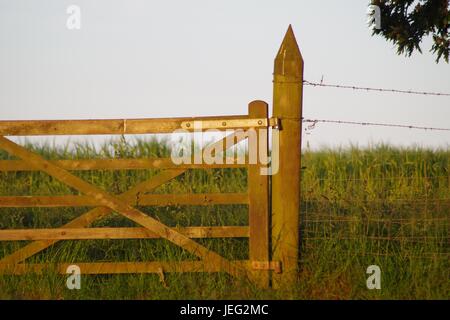 Un cancello di legno della fattoria nella luce dorata della sera. Devon, Regno Unito. Giugno 2017. Foto Stock