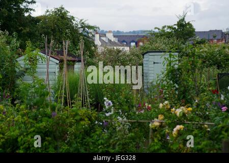 Grafico di assegnazione in estate. Profusione di piante crescenti vita e Sheds. Exeter, Devon, Regno Unito. Giugno 2017. Foto Stock