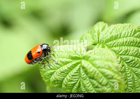 A foglia liscia beetle Clytra laeviuscula (sottordine nemonious (Polyphaga)). Beetle con ali di colore rosso con puntini neri sulla foglia di lampone Foto Stock