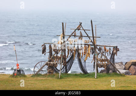 Rack per essiccazione di pesce sulla parte settentrionale della costa dell'Islanda Foto Stock