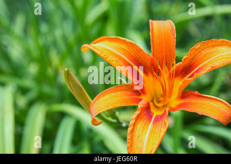 Bel colore arancione giglio fiore di una natura verde background closeup Foto Stock