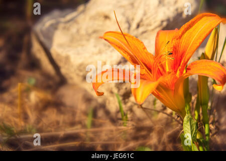 Bel colore arancione giglio fiore su un sfondo natura closeup Foto Stock