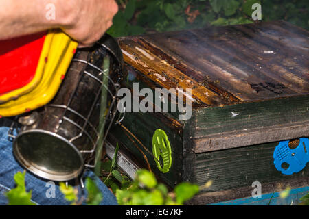 L'apicoltore prepara un alveare utilizzando fumatore per ispezione controllo del frame di alveare Foto Stock