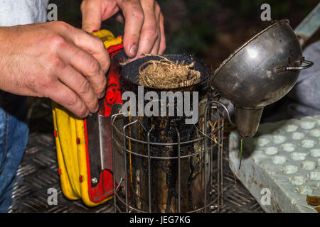 L'apicoltore prepara un fumatore per ispezione controllo del frame di alveare Foto Stock