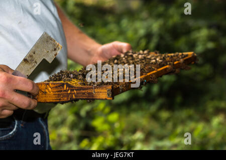 Apicoltore con attrezzo di alveare in mano, rende un alveare di ispezione, più precisamente honeycomb rimosso dall'alveare Foto Stock