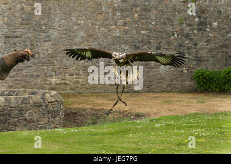 Falcon piomba in per catturare le sue prede in una mano Foto Stock