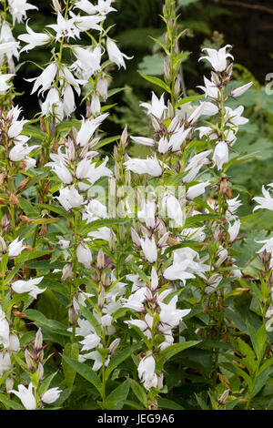 Fiori di colore bianco della fioritura estiva maggiore campanula, Campanula latifolia var. macrantha "Alba" Foto Stock