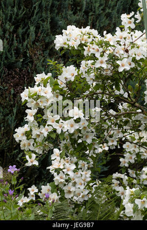 Ammassato bianco fiori profumati di hardy mock orange, Filadelfo 'Belle Etoile' Foto Stock