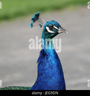 Un bellissimo pavone maschio che mostra fuori nel giardino di Scone Palace, Scozia Foto Stock