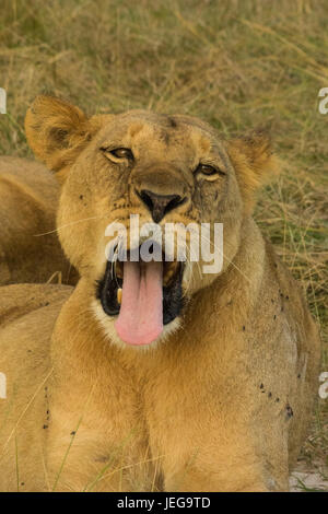 I Lions in appoggio in sunset Foto Stock