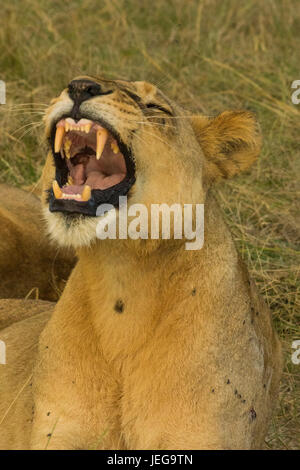 I Lions in appoggio in sunset Foto Stock