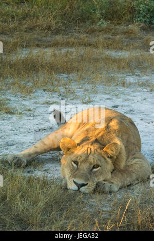 Giovane maschio lion (Panthera leo) giacente sulla sabbia in Okavango Delta Foto Stock