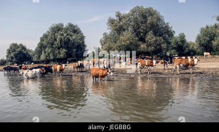 Il Danubio, la Serbia - mandria di mucche raffreddandosi nel fiume Foto Stock