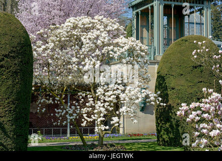 Tulip magnolia, Magnolia soulangeana Amabilis , Tulpen-Magnolie (× Magnolia soulangeana 'Amabilis') Foto Stock