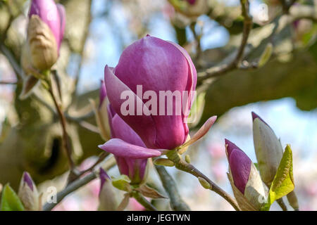 Tulip magnolia, Magnolia soulangeana Lennei , Tulpen-Magnolie (× Magnolia soulangeana 'Lennei') Foto Stock