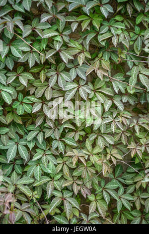 Vino selvatico, Parthenocissus henryana , Wilder Wein (Parthenocissus henryana) Foto Stock