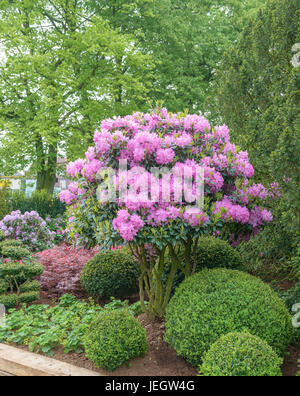 Rododendri, rododendro Roseum elegans , Rododendri (Rhododendron 'Roseum Elegans') Foto Stock