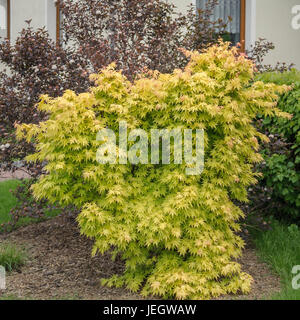 Professionali giapponesi, acero Acer palmatum orange Dream , Japanischer Fächer-Ahorn (Acer palmatum "Orange sogno") Foto Stock