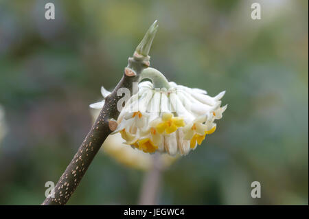 Carta giapponese bush, Edgeworthia chrysantha , Japanischer Papierbusch (Edgeworthia chrysantha) Foto Stock