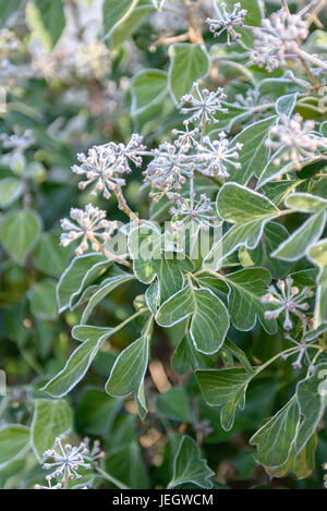 Arbusto di edera Hedera helix Arborescens , Strauch-Efeu (Hedera helix 'Arborescens') Foto Stock