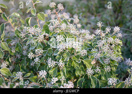 Arbusto di edera Hedera helix Arborescens , Strauch-Efeu (Hedera helix 'Arborescens') Foto Stock