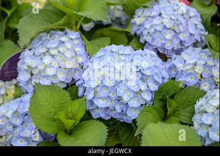 Giardino hydrangea, Hydrangea macrophylla FOREVER & mai? ? Blu , Garten-Hortensie (Hydrangea macrophylla FOREVER & mai® Blue) Foto Stock