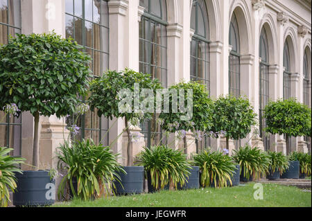 Arance Amare nel giardino barocco Gro?sedlitz, arancio amaro Citrus aurantium, gioielli lily, agapanthus, prima della Low Orangery, Bitter-Orang Foto Stock