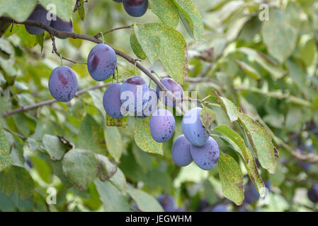 Prugna, Prunus domestica casa prugna - adattare la corte, prugna ruggine, Tranzschelia pruni spinosae , Zwetsche (Prunus domestica 'Hauszwetsche' - Schraderhof Foto Stock