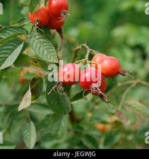 Apple rosa, rosa villosa , Apfel-Rose (Rosa villosa) Foto Stock