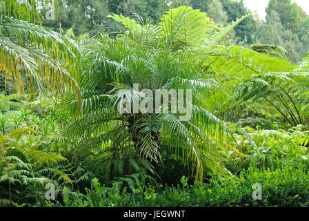 Monte giardino tropicale, midget data palm, Phoenix roebelenii, sparso treefern, Cyathea cooperi , Zwergdattelpalme (Phoenix roebelenii), Schuppen-Baumfar Foto Stock