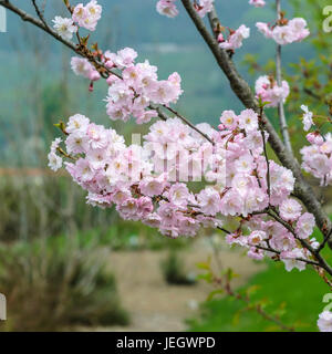 Per l'inverno ciliegia, Prunus subhirtella Autumnalis , Winterkirsche (Prunus subhirtella × 'Autumnalis') Foto Stock