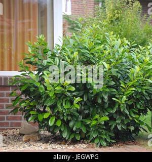 A laurel ciliegia, Prunus laurocerasus Diana , Lorbeerkirsche (Prunus laurocerasus DIANA") Foto Stock