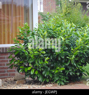 A laurel ciliegia, Prunus laurocerasus Diana , Lorbeerkirsche (Prunus laurocerasus DIANA") Foto Stock