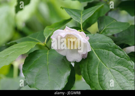 Spice cinese arbusto, Sinocalycanthus chinensis , Chinesischer Gewürzstrauch (Sinocalycanthus chinensis) Foto Stock
