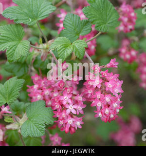 Ribes sanguineum re Edoardo VII, Ribes sanguineum 'King Edward VII " Foto Stock