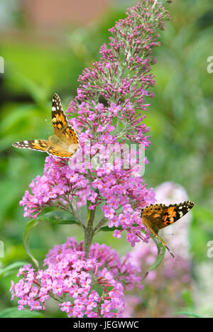 Estate lilla, Buddleja davidii rosa delizia, thistle butterfly, Vanessa cardui , Sommerflieder (Buddleja davidii 'Rosa delizia'), Distelfalter (Vaness Foto Stock