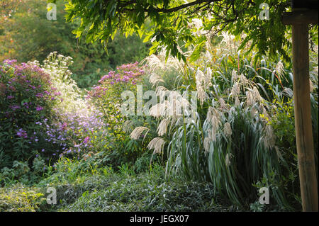 Cina reed, Miscanthus sinensis argento giù , Chinaschilf (Miscanthus sinensis 'Silberfeder') Foto Stock