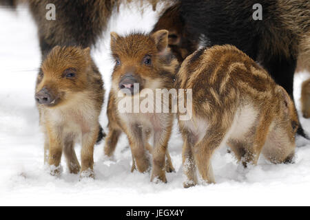 Tre giovani selvaggiamente cinghiali in inverno, giovane selvaggiamente verri, Sus scrofa, Drei junge Wildschweine im Winter, Frischlinge Foto Stock