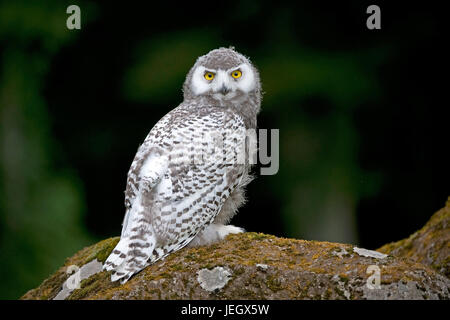 Civetta delle nevi, Bubo scandiacus, Nyctea scandiaca, Schnee-Eule (Bubo scandiacus, Nyctea scandiaca) Foto Stock