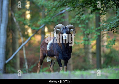 Mufflon europea, Ovis orientalis musimon, Europäische Mufflon (Ovis orientalis musimon) Foto Stock