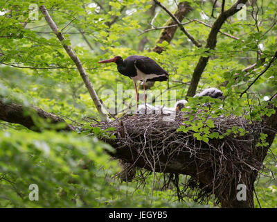 Cicogna Nera, Ciconia nigra, Schwarzstorch (Ciconia nigra) Foto Stock