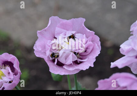 Bumble Bees in viola fiore di papavero. Foto Stock