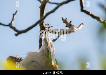 Bird entagled in linea di pesca su albero Foto Stock