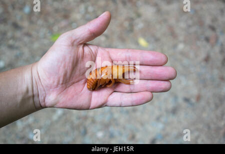 Pupa Siamese scarabeo rinoceronte o combattendo beetle a portata di mano Foto Stock