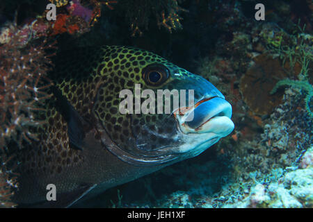 Arlecchino sweetlips pesce (Plectorhinchus chaetodonoides) sott'acqua nel tropicale oceano indiano Foto Stock