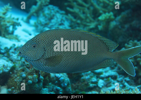 Marrone-spotted spinefoot rabbitfish (Siganus stellatus) sott'acqua nell'Oceano indiano Foto Stock