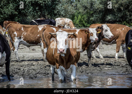 Il Danubio, la Serbia - mandria di mucche raffreddandosi nel fiume Foto Stock