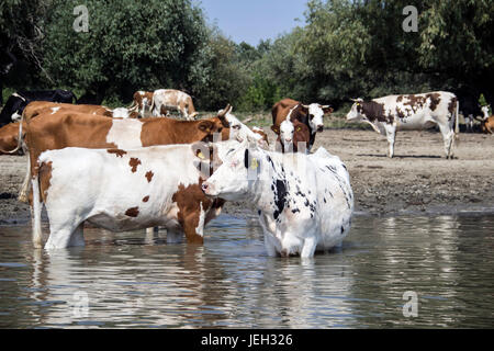 Il Danubio, la Serbia - mandria di mucche raffreddandosi nel fiume Foto Stock