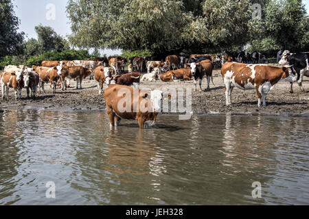 Il Danubio, la Serbia - mandria di mucche raffreddandosi nel fiume Foto Stock